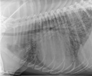 pulmonary edema in dogs pin pulmonary edema dogs image search results on pulmonary edema in dogs pin pulmonary edema dogs image search results on