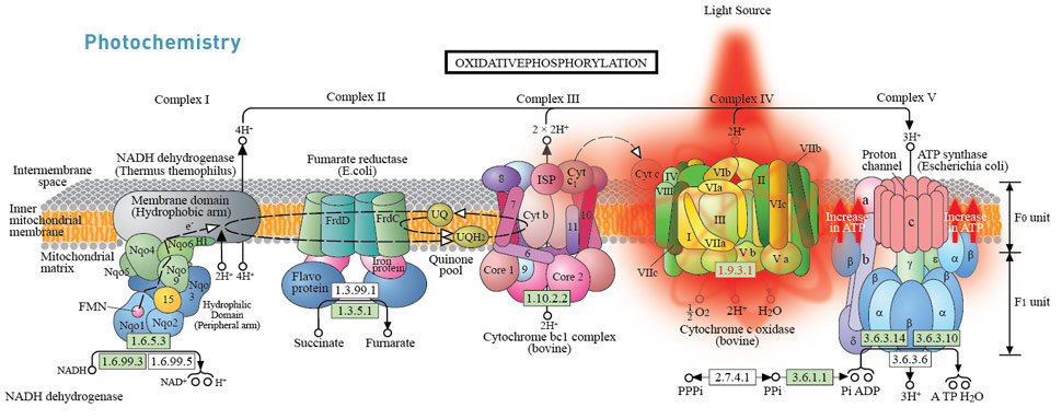 How Cold Laser Therapy Works