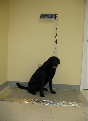 Dog being weighed